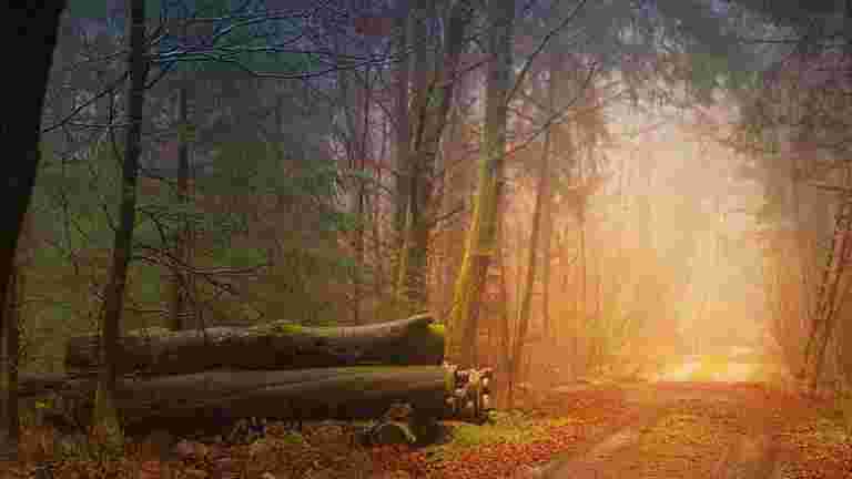autumn-3193305_960_720[1]