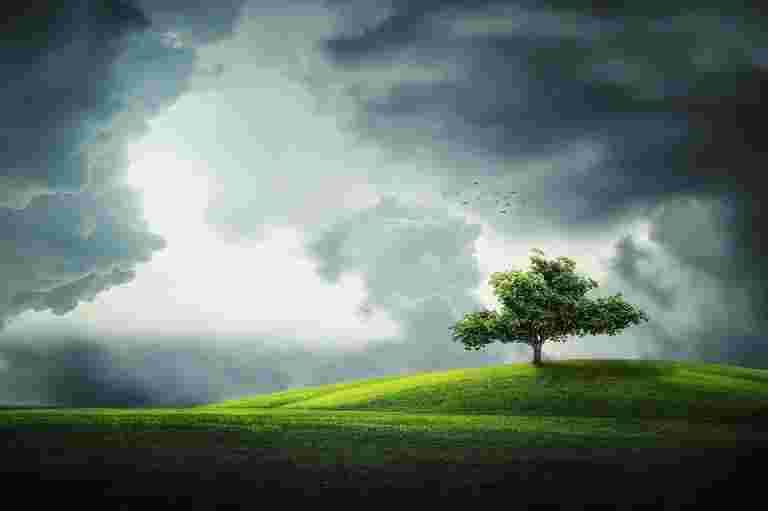 tree-832079_960_720[1]