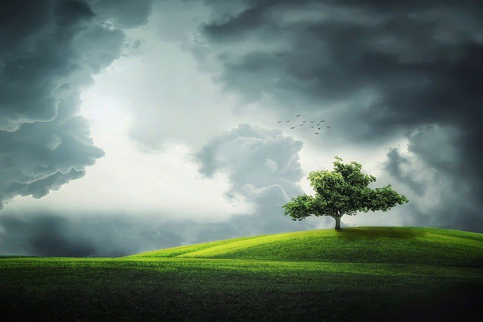 tree-832079_960_720[1]