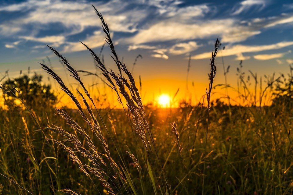 wheat-2391348_960_720[1]