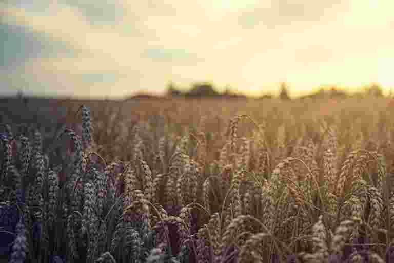 wheat-5207174_960_720[1]