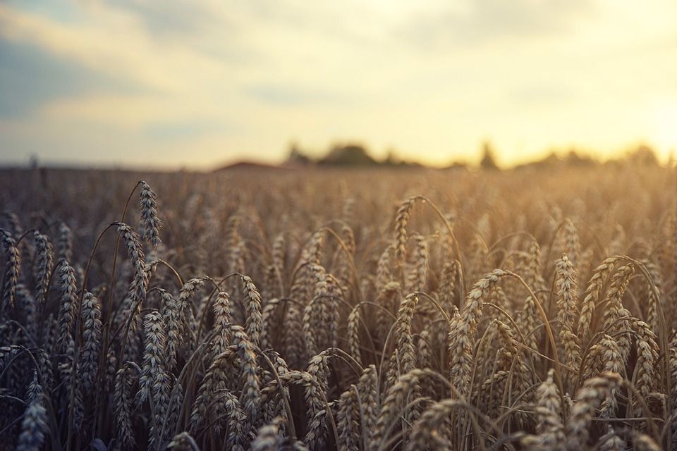 wheat-5207174_960_720[1]